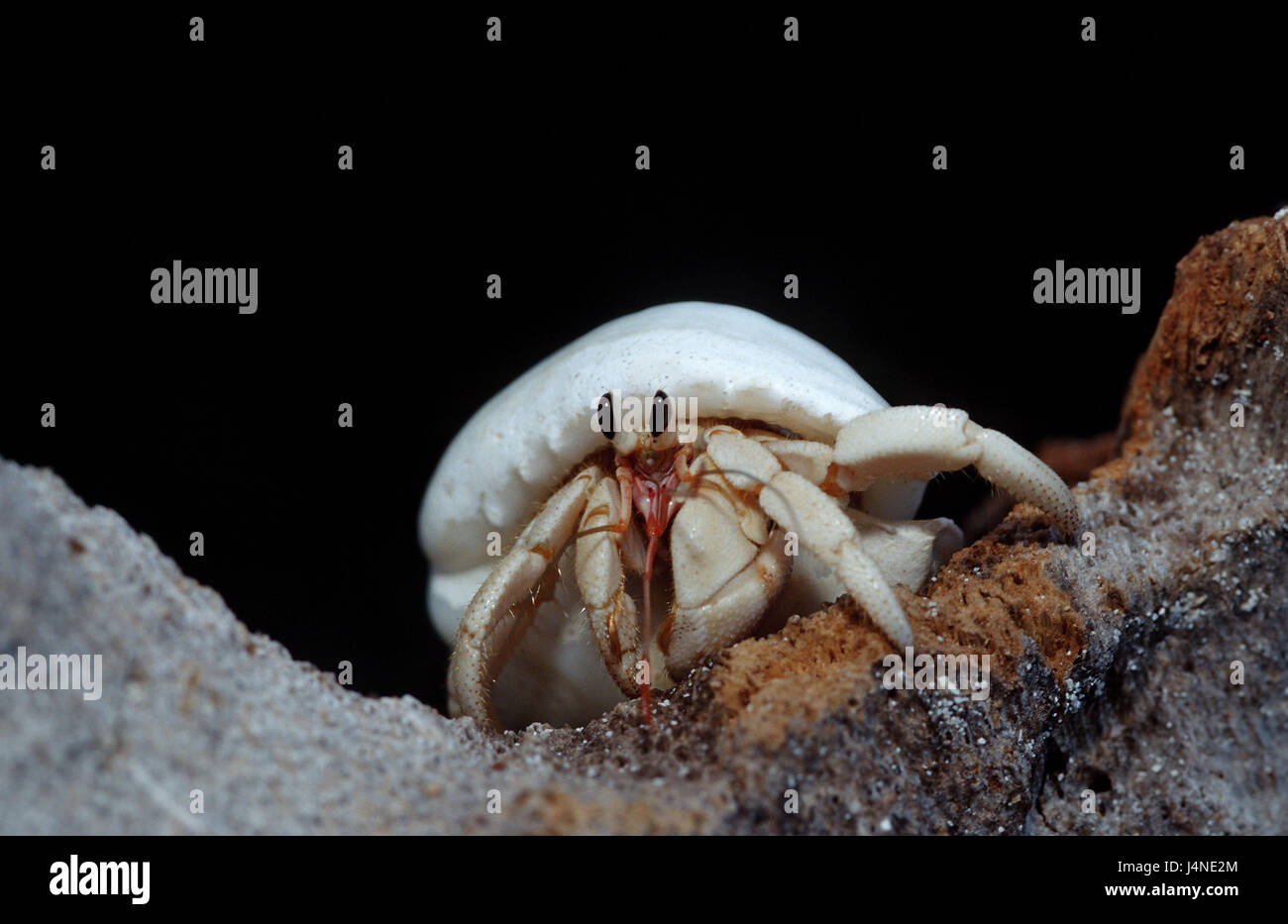 Land Hermit Crabs High Resolution Stock Photography and Images - Alamy