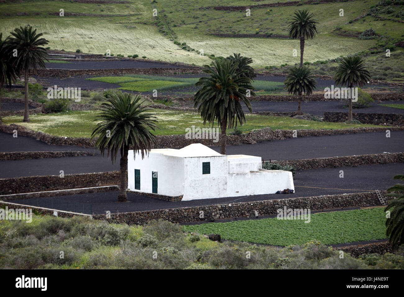 Spain, Lanzarote, Haria, fields, defensive walls, house, palms, Stock Photo
