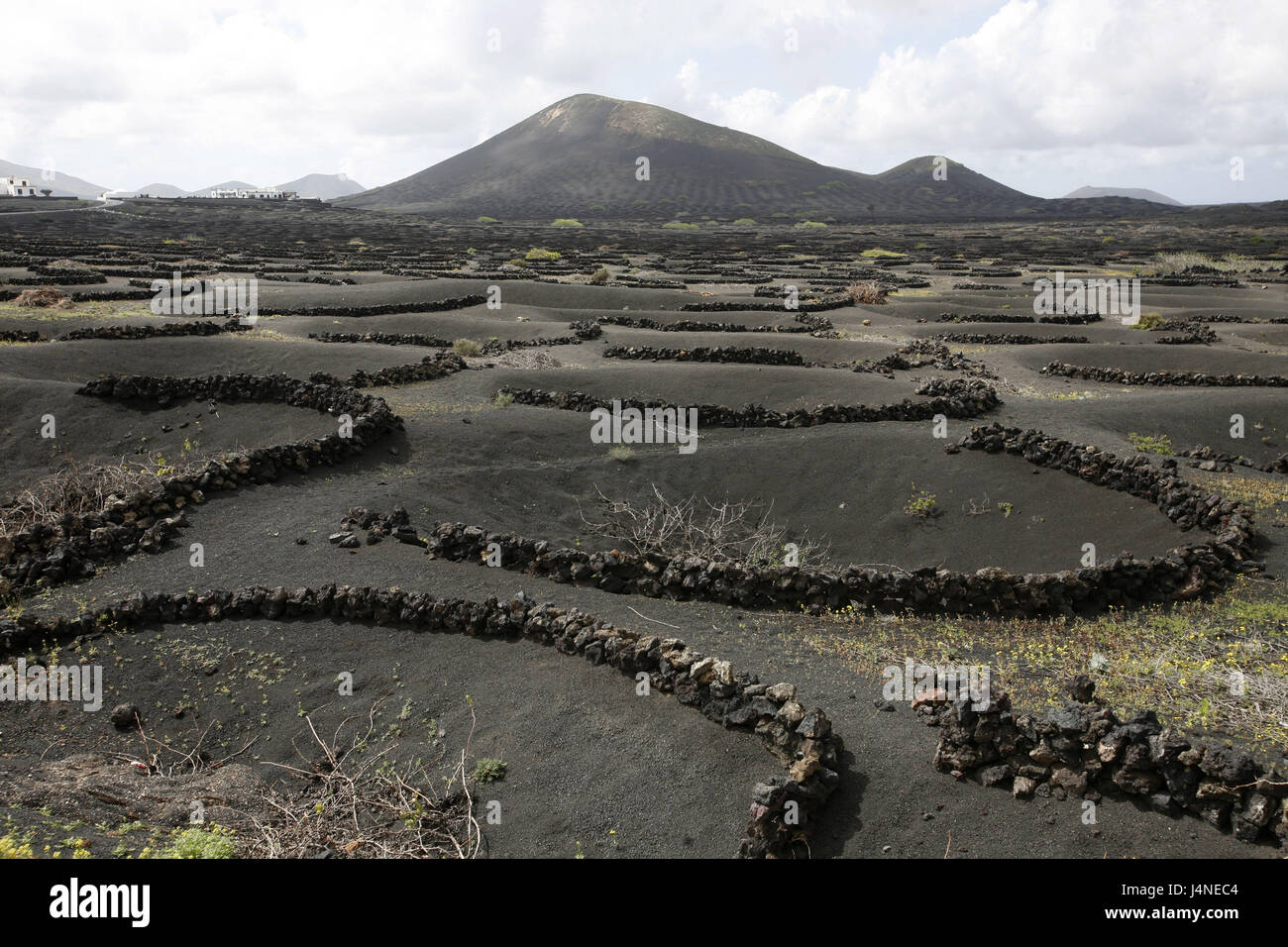 Spain, Lanzarote, Mozaga, lava floor, plots, defensive walls, viticulture, Stock Photo