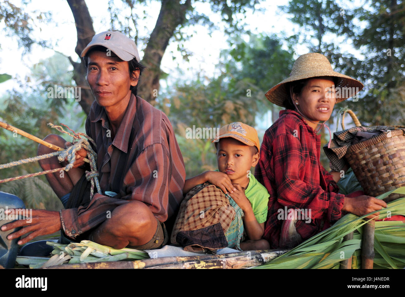 Family, ox's carts, Pyay, Myanmar Stock Photo - Alamy