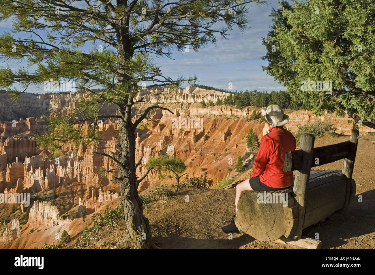 The USA, Utah, Bryce Canyon, plateau, wooden bank, woman, back view, Stock Photo