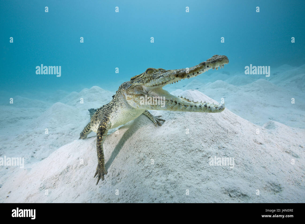 Australia, Great Barrier Reef, bar crocodile, Crocodylus porosus, underwater recording, animal world, Wildlife, animal, wild animal, reptile, Kriechtier, armoured saurian, crocodile, Crocodylia, swim, saltwater crocodile, Queensland, Stock Photo