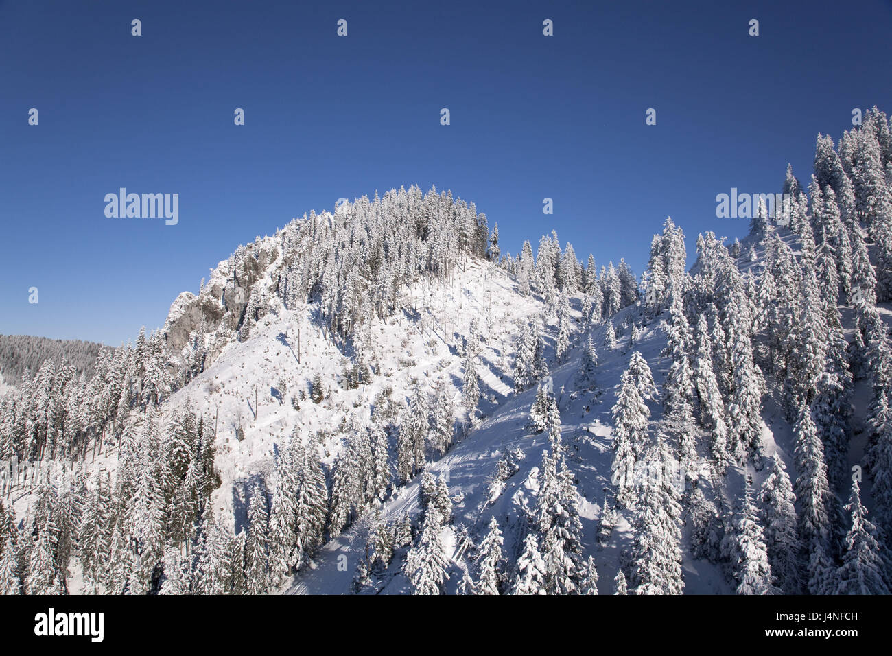 Germany Laber Germany, Bavaria, Ammergauer alps, Laber, winter wood Stock Photo - Alamy