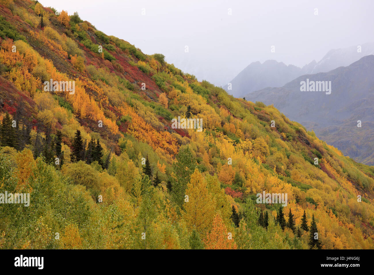 The USA, Alaska, Chugach Mountains, Südalaska, autumn wood, Thompson Pass, Stock Photo