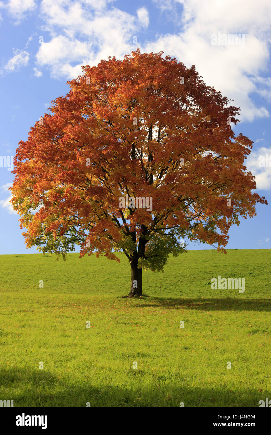 Germany, Bavaria, Upper Bavaria, Tölzer country, maple tree, autumn ...