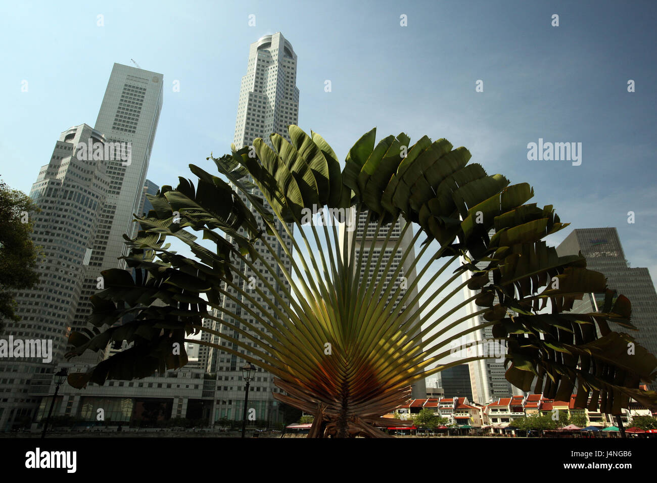 Image Traveller's tree (Ravenala madagascariensis), Fort Canning Park,  Singapore - 434261 - Images of Plants and Gardens - botanikfoto