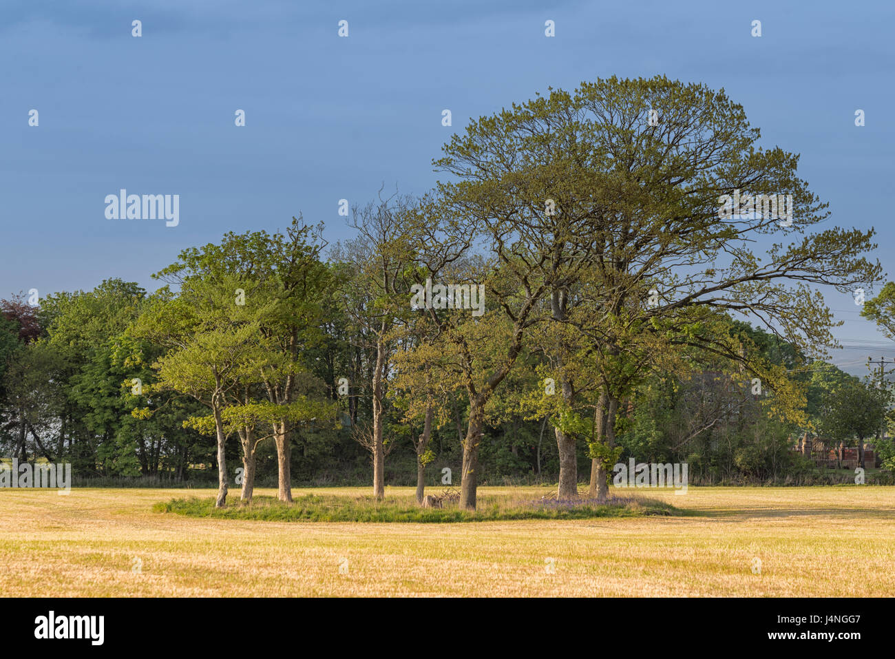 Copse Of Trees High Resolution Stock Photography and Images - Alamy
