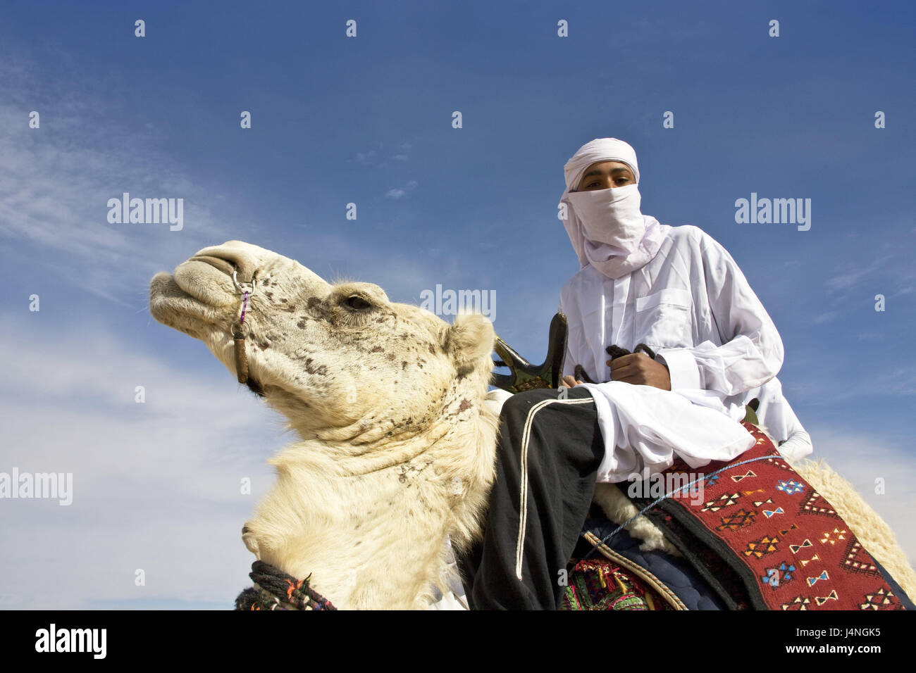 Tunisia, Douz, Sahara festival, Berber, camel, North Africa, Sahara, festival, feast, event, oasis town, desert, Sand, people, locals, tribe, Berber, camel bleed, ride, turban, clothes, traditionally, medium close-up, Stock Photo