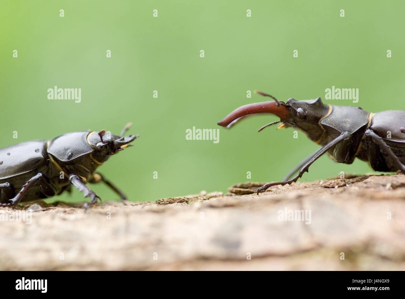 Stag beetles, Lucanus cervus, little men, females, encounter, preview, Switzerland, nature, animals, animal world, insects, beetles, two, couple, leaf horn beetle, tailor, fire tailor, imago, towards, antlers, Mandibeln, creep, creep, partner's search, mating season, seldom, endangers, threatens, nobody, bark, Stock Photo