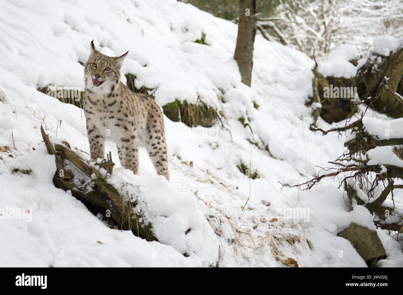 Wood, Eurasian lynx, Lynx lynx, young animal, pant, snow, winter ... Biology Diagrams
