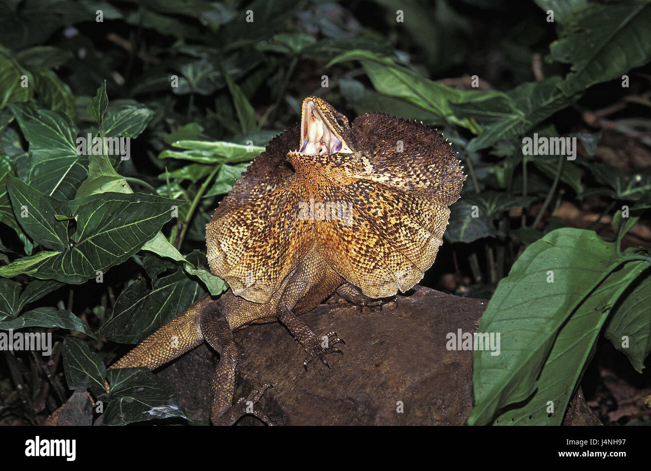 Collar saurian, Chlamydosaurus kingii, defensiveness, Australia, Stock Photo