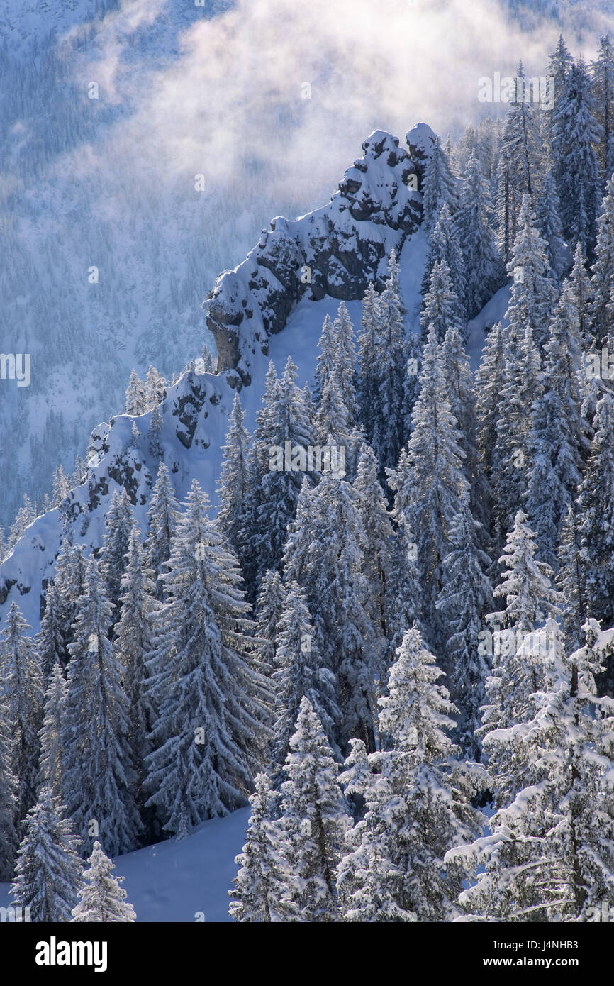 Germany Laber Germany, Bavaria, Ammergauer alps, Laber, winter wood Stock Photo - Alamy