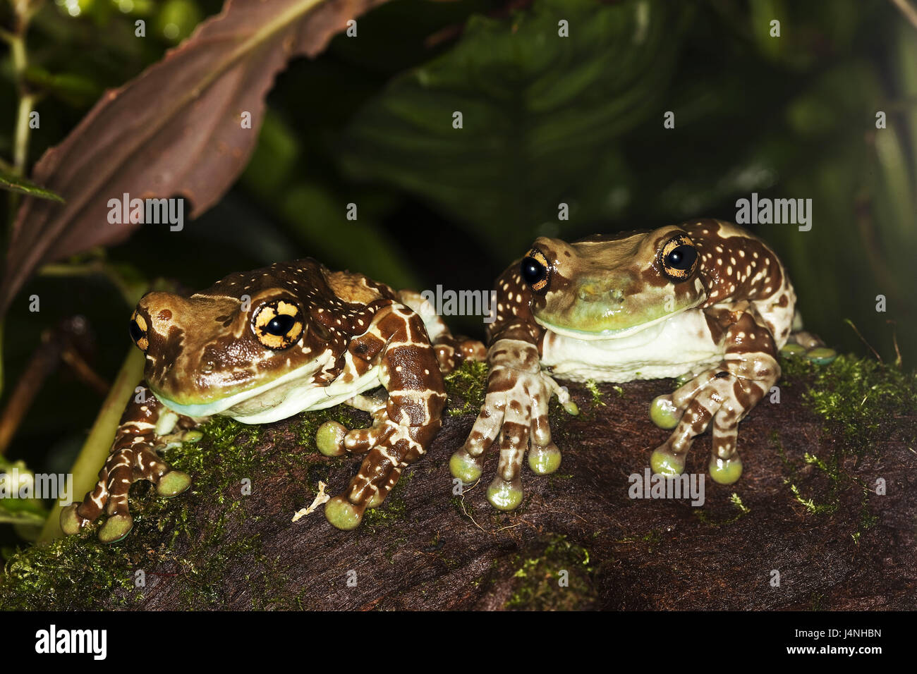 Tree pits-toad foliage frog, two, Phrynohyas resinifictrix, sit, Stock Photo