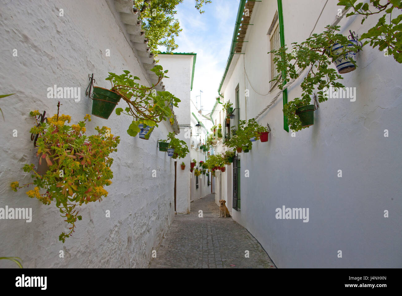 Spain, Andalusia, Priego de Cordoba, lane, house facades, floral decoration, Stock Photo