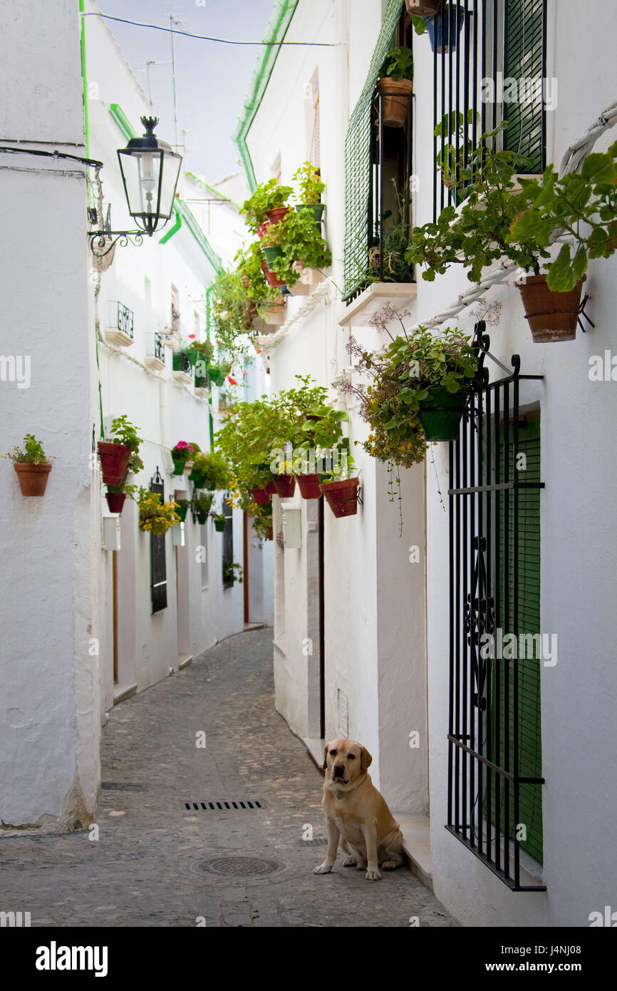 Spain, Andalusia, Priego de Cordoba, lane, dog, house facades, floral decoration, Stock Photo