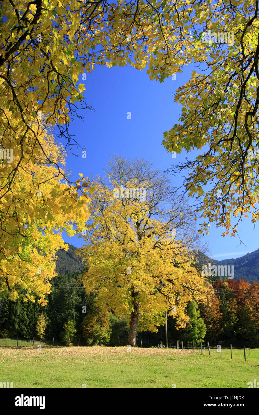 Germany, Upper Bavaria, Isar angle, maple trees, autumn Stock Photo - Alamy