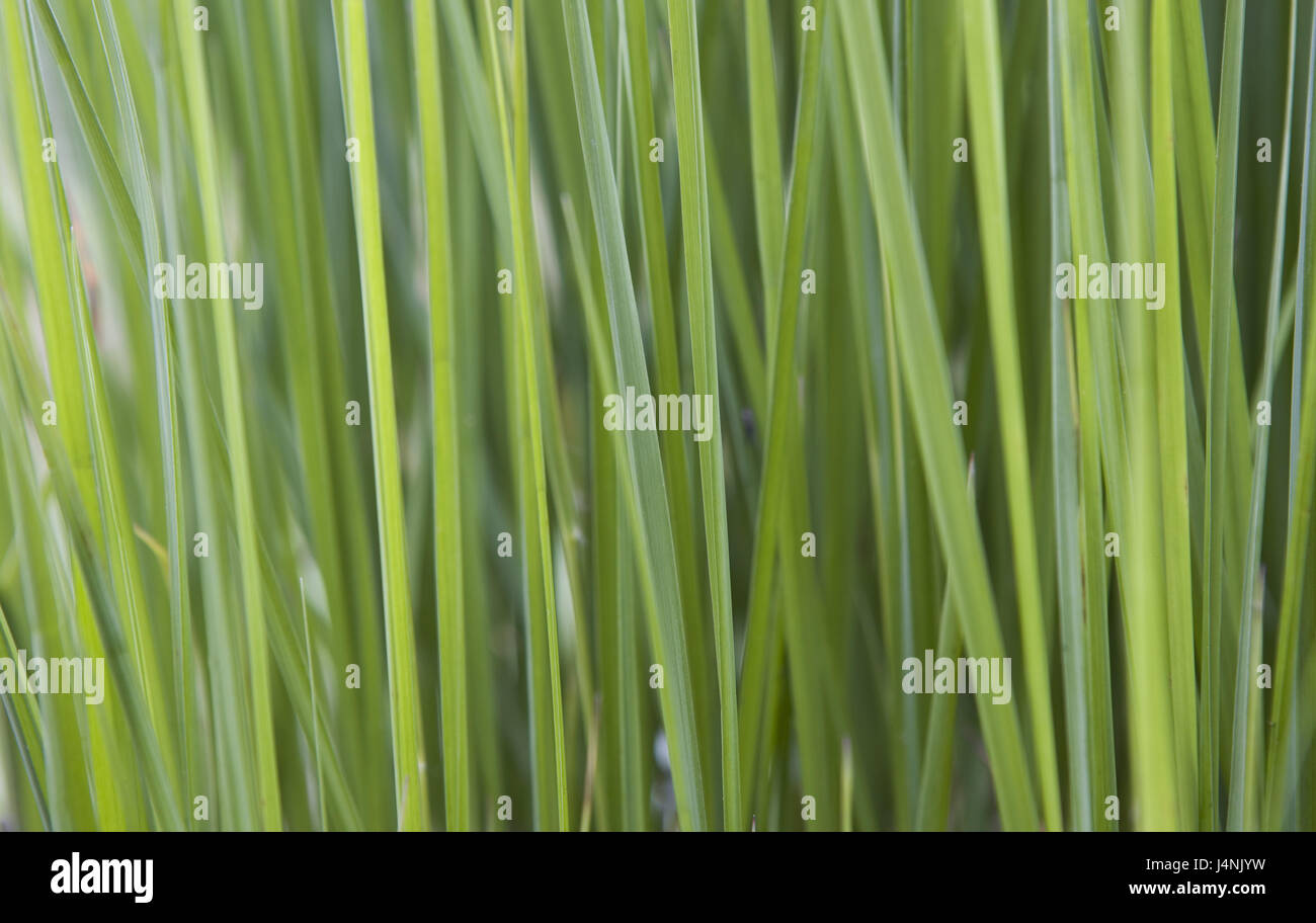 Blades of grass, close up, meadow, grass, plants, green, nature, forage