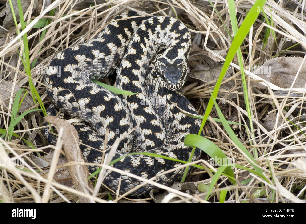 Meadow, common viper, Vipera berus, rolled up, Germany, wild animals, animals, animal world, individually, adult, Schuppenkriechtiere, individually, queue, poisonous snake, reptiles, to vipers, vipers, ovoviviparous, toxic, grey, patterned, little men, manly, endangers, threatens, nature, curled, medium close-up, nobody, Stock Photo