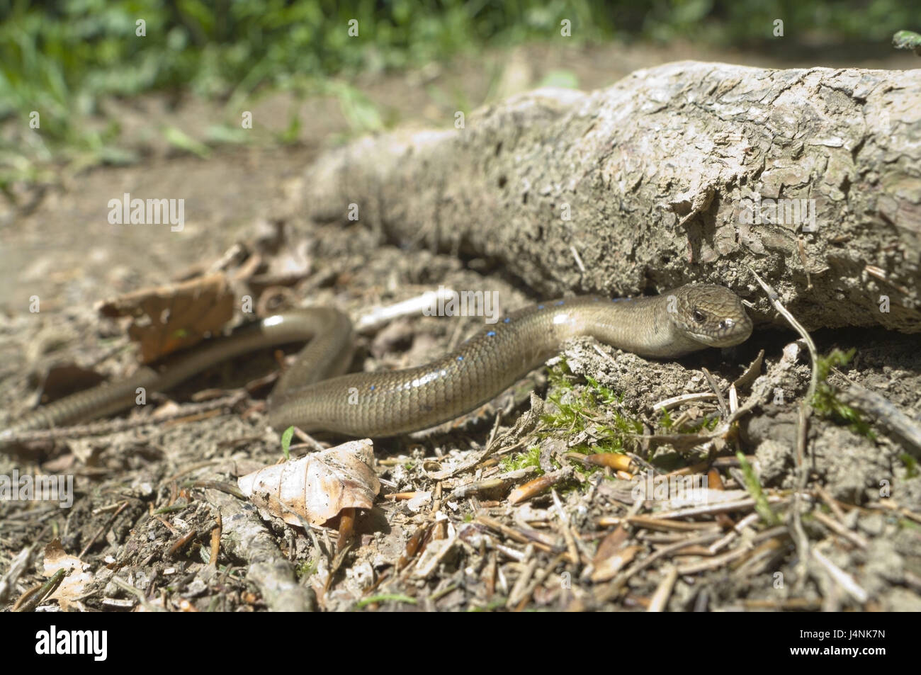 Forest floor, blindworm, Anguis fragilis, Slovakia, wild animals, animals, animal world, individually, reptiles, Schuppenkriechtiere, Anguidaing, Saurians, without bone, harmlessly, innocuous, queue-shaped, Vivi's par, little man, manly, adult, detailed sharpness, nature, creep, wind, nobody, Stock Photo