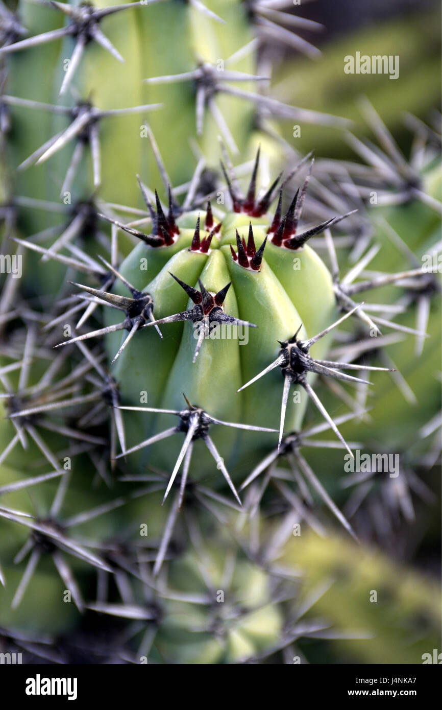 Argentina, cactus, Cactaceae, Stetsonia coryne, close up, Stock Photo