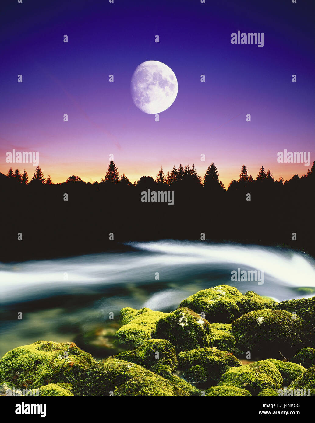 Moonlit Night Forest moonlit-night-forest