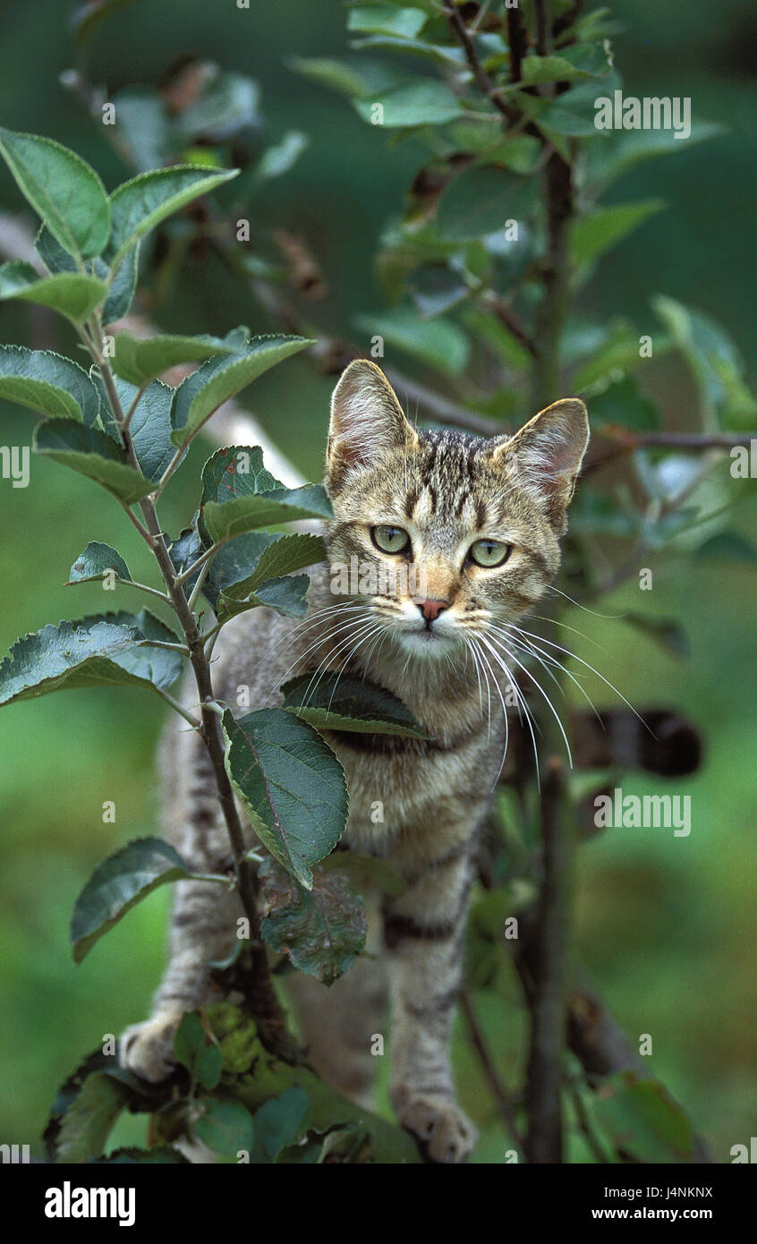 European house cat, Brown Tabby, tree, Stock Photo