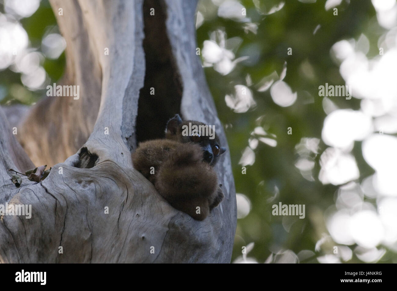 Madagascar, Ankarana national park, tree, branch, Sanford lemur, Eulemur sanfordi, sit, Stock Photo