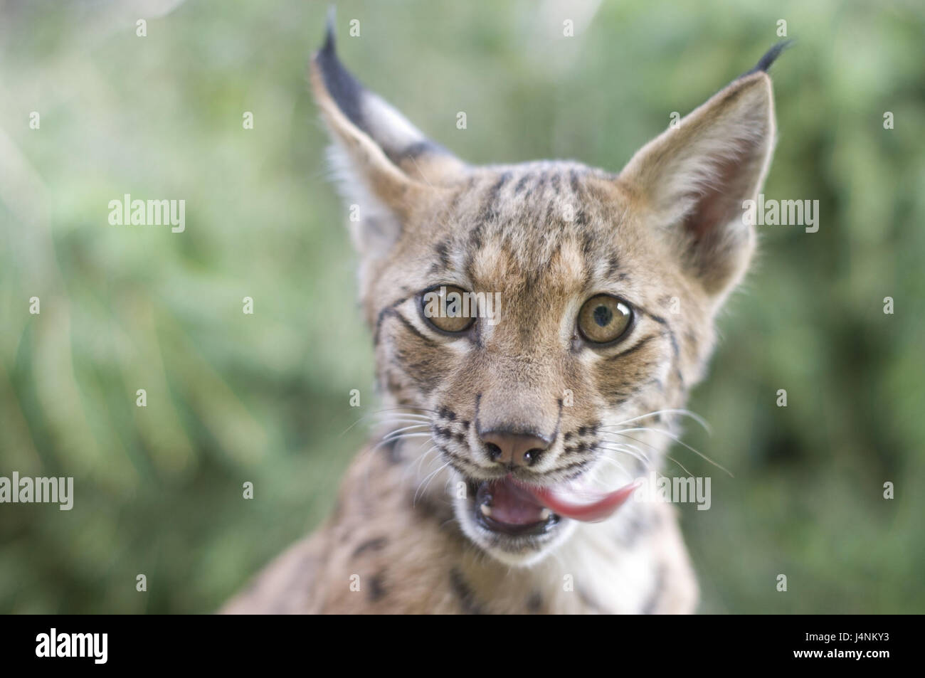 Wood, Eurasian lynx, Lynx lynx, young animal, snout leak, portrait ...