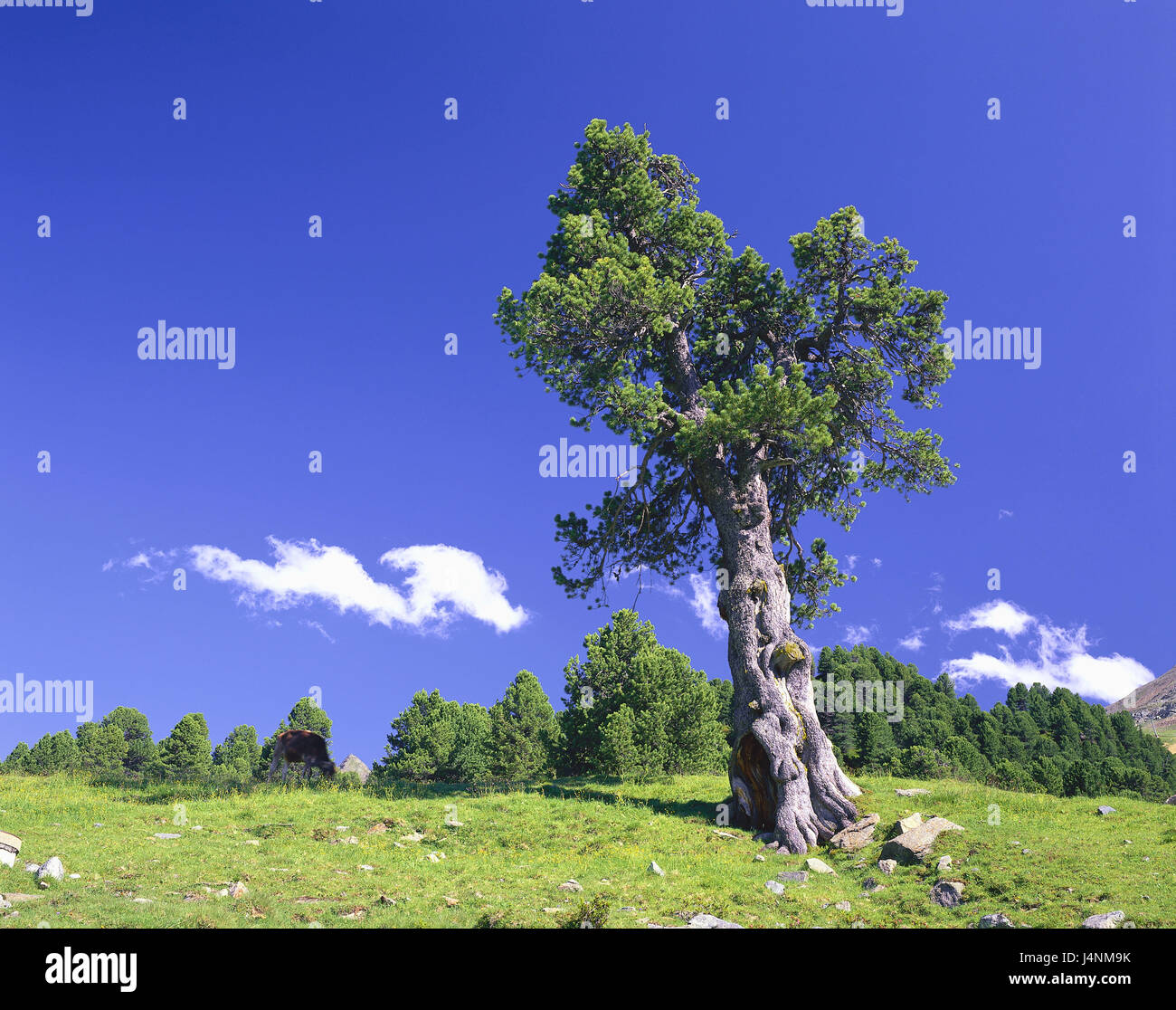 Meadow, Swiss pine, Pinus cembra, scenery, nature, plants, outside, deserted, sky, blue, clouds, shrubs, trees, Stock Photo