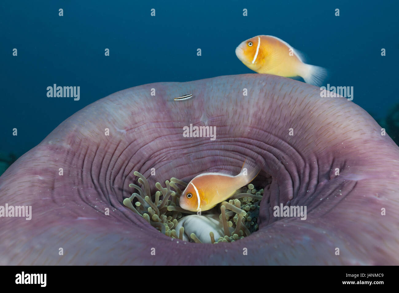Underwater recording, neckband-anemone fish, Amphiprion perideraion, splendour anemone, Heteractis magnifica, Stock Photo