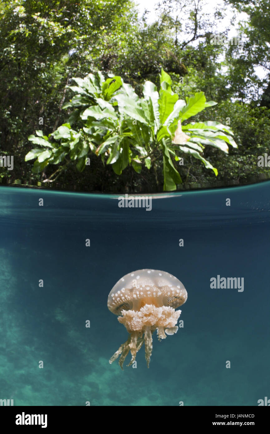 Underwater recording, Mastigias-display screen jellyfish, Matigias Papua, Stock Photo