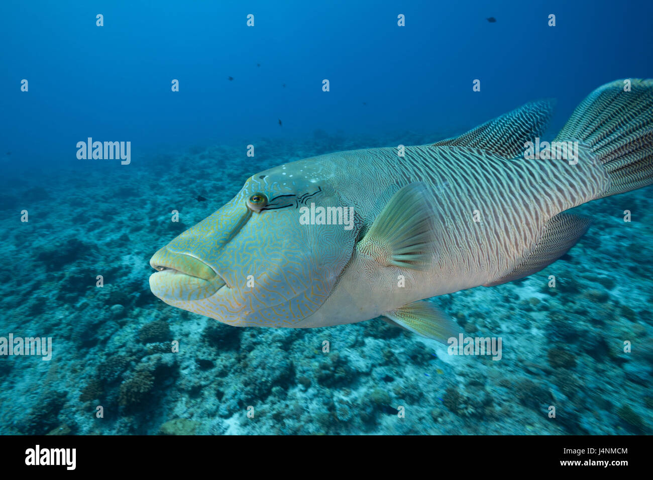 Underwater recording, Napoleon-Lippfisch, Cheilinus undulatus, at the side, Stock Photo