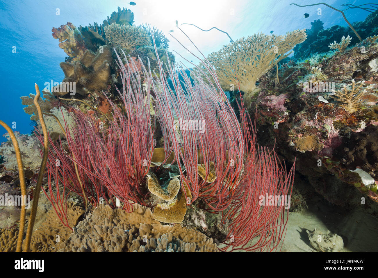 Underwater recording, Palau, Ulong channel, reef, Strauch-Gorgonien, Ellisella ceratophyta, sea whips, Junceella fragilis, Stock Photo