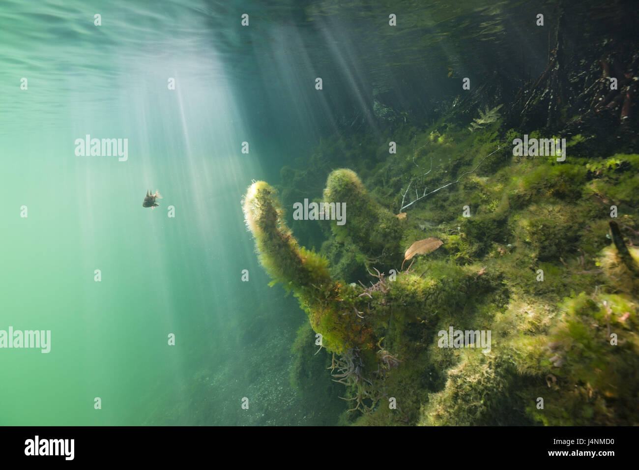 Underwater recording, sunrays, fish, moss, shore, Stock Photo
