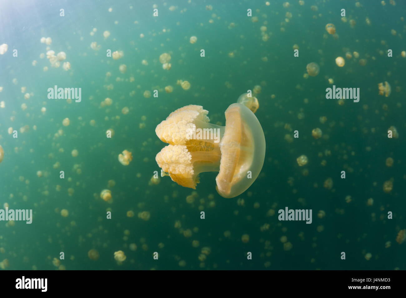 Underwater recording, Mastigias-display screen jellyfishes, Mastigias Papua etpisonii, Stock Photo