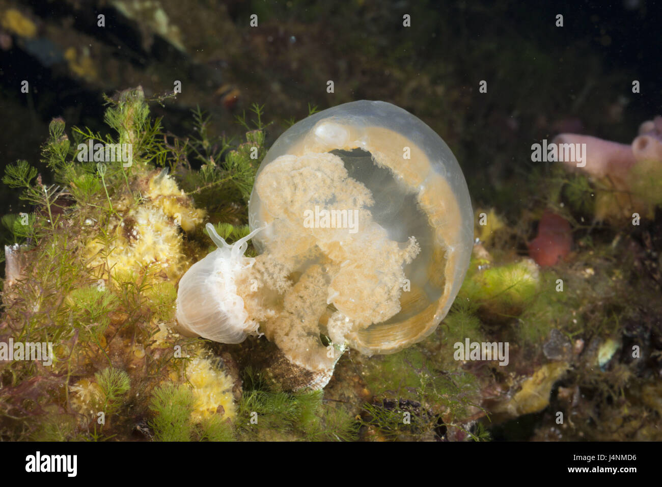 Underwater recording, anemone, jellyfish, eat, Stock Photo