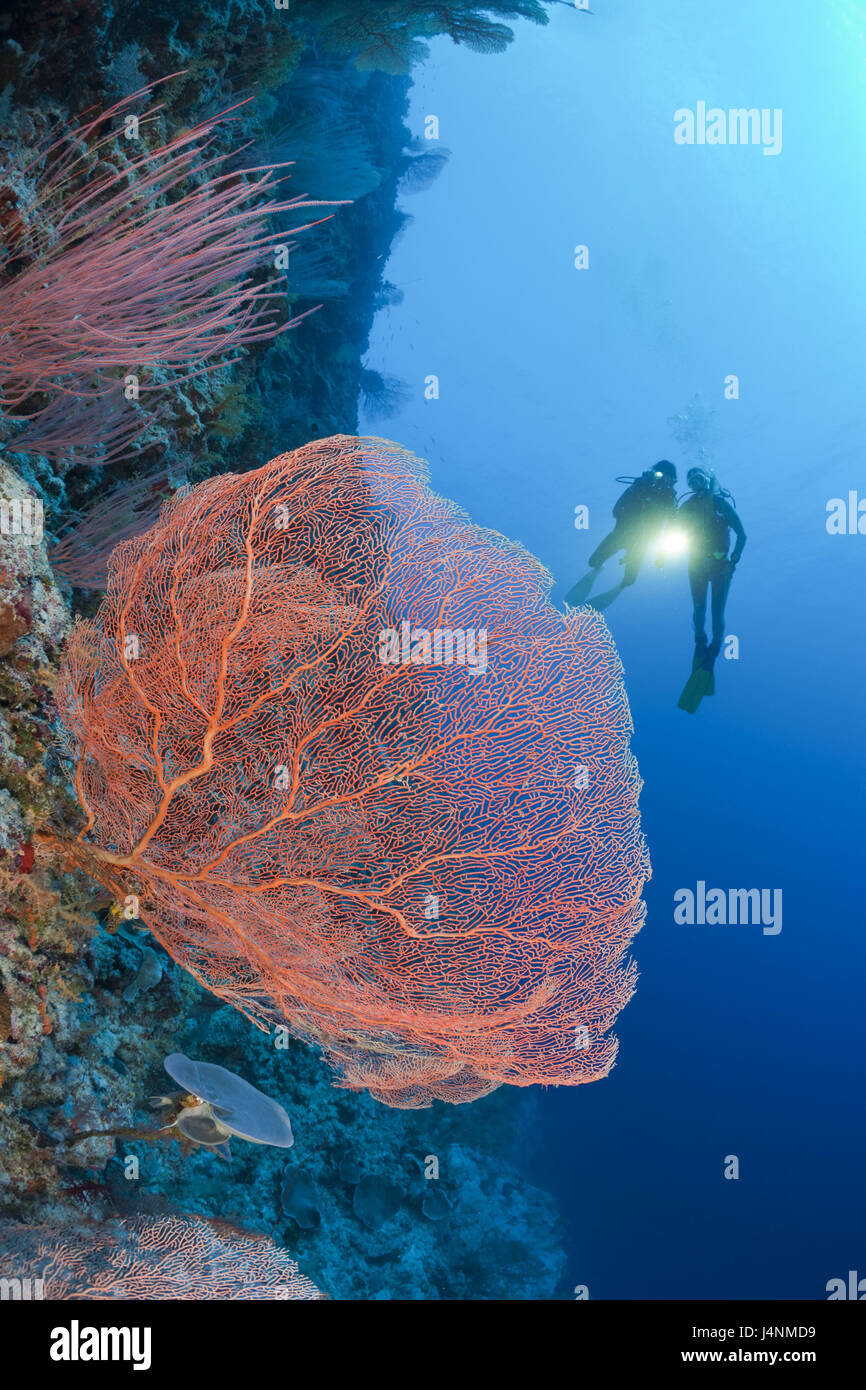 Underwater recording, reef, gigantic fields, Annella mollis, diver