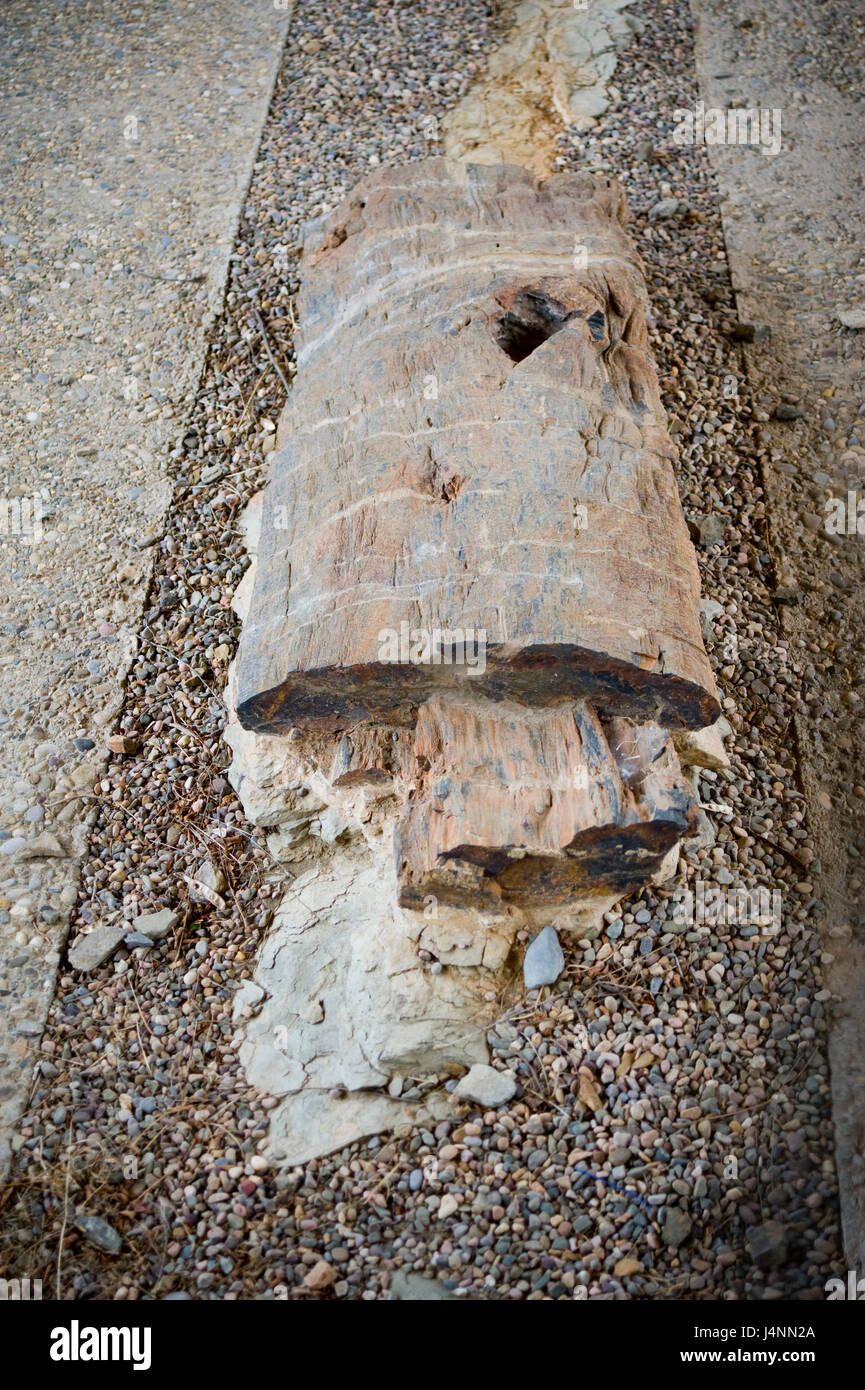 Fossilized trunk of conifer tree from Cretaceous period, 120 million years. IGEA village, La Rioja, Spain. araucaria conifera coniferas fosil tronco Stock Photo