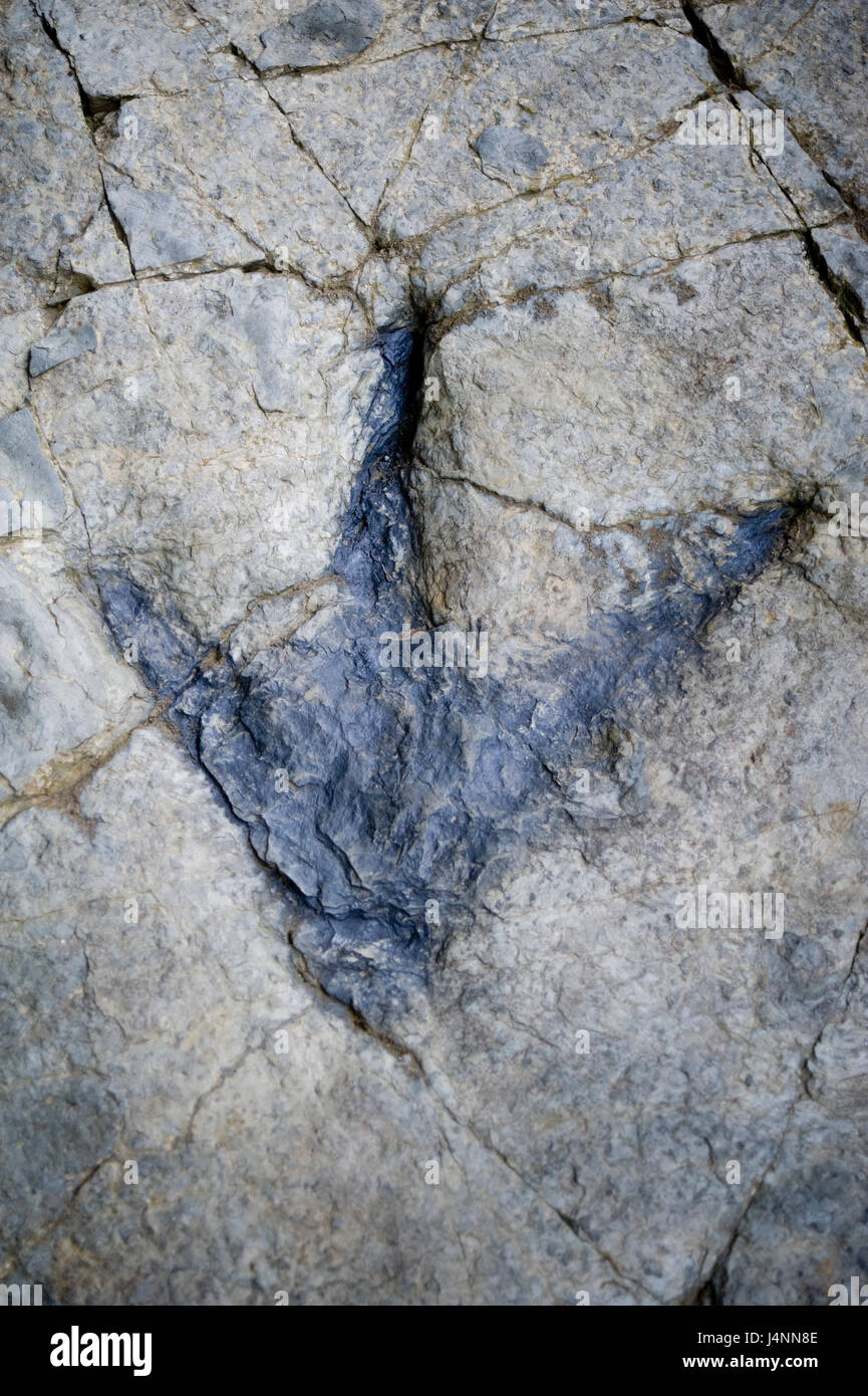Footprints of theropod Buckeburgichnus dinosaur. Los Cayos site near CORNAGO village, La Rioja, Spain. theropoda theropods Saurischia  carnivorous Stock Photo