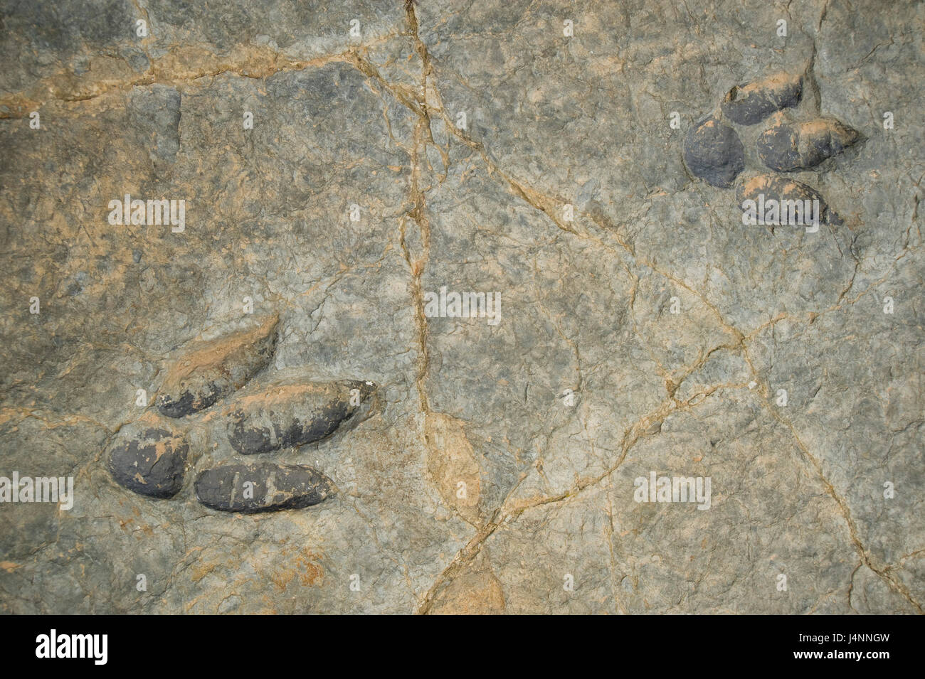 Footprints of theropod in Peñaportillo site near Munilla village, La Rioja, Spain. Stock Photo