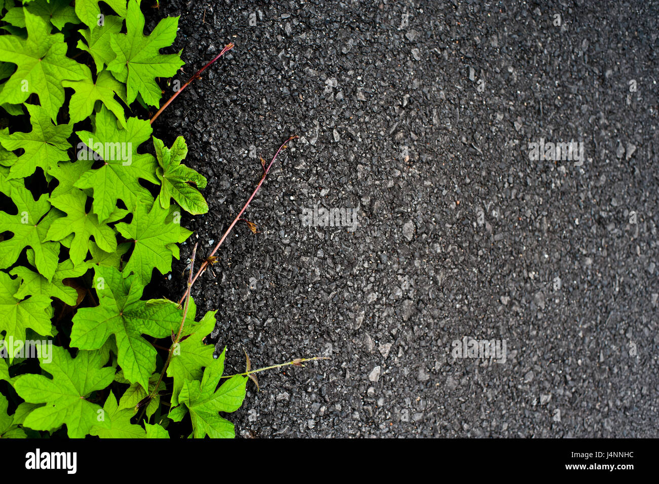 asphalt road in forest natural green Stock Photo - Alamy