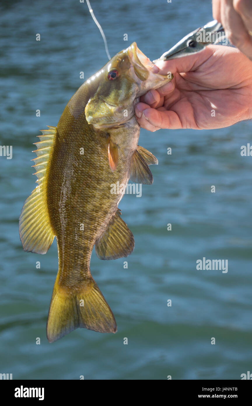 Smallmouth bass caught and released on the Columbia River Stock Photo