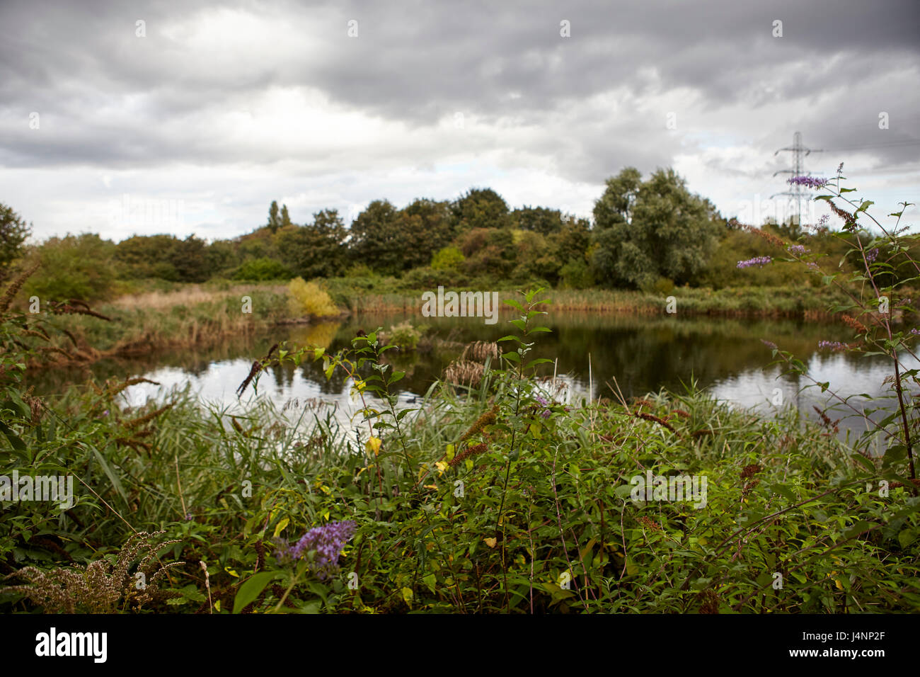 old water filter beds turned into nature reserve Stock Photo Alamy