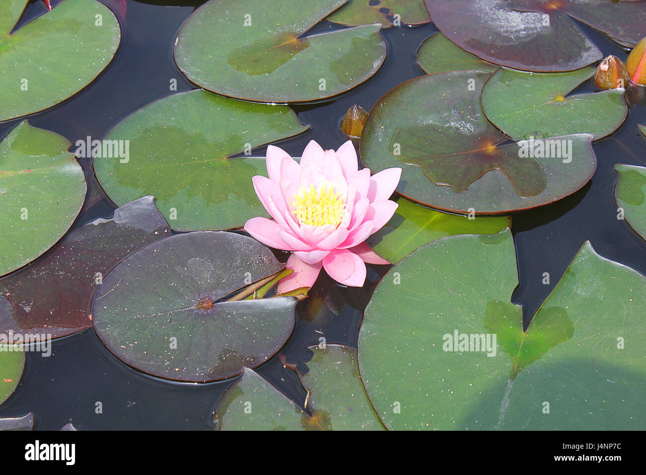 a ninfea flower in the lake Stock Photo