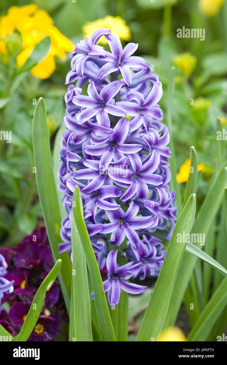Hyacinthus orientalis 'Blue Jacket' flowers Stock Photo