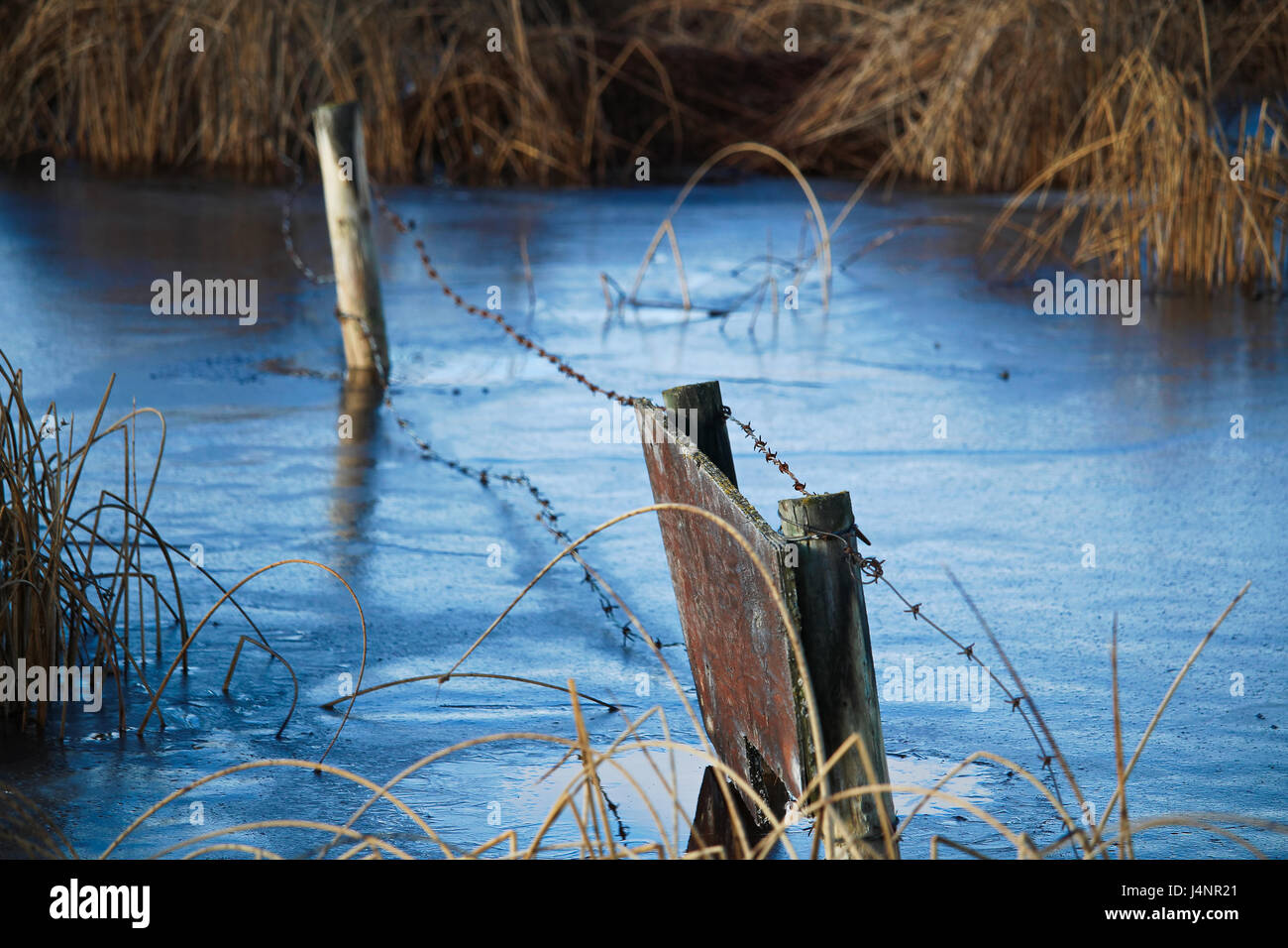 A fence frozen in ice along some rushes. Stock Photo