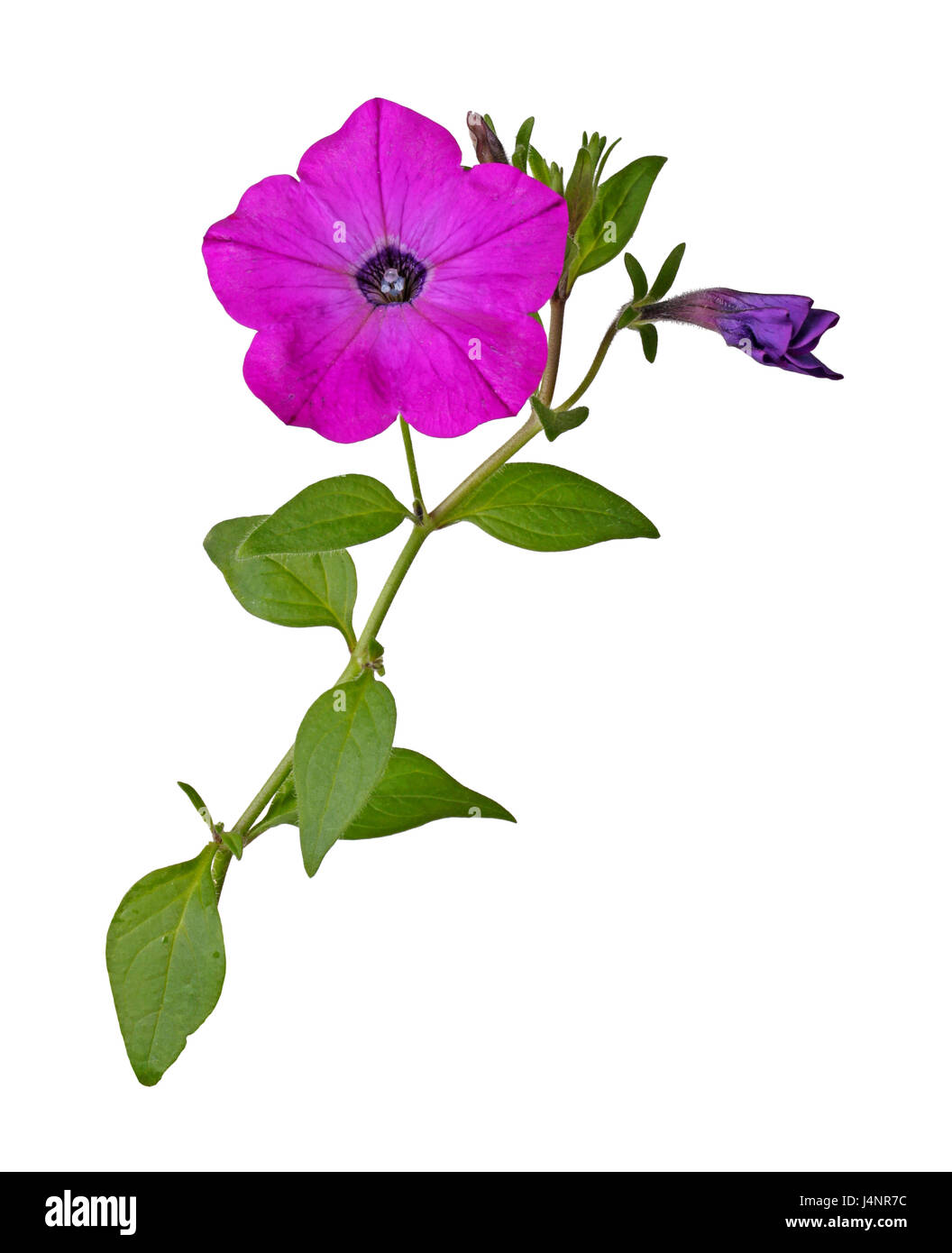 Pétunia hybrida hi-res stock photography and images - Alamy