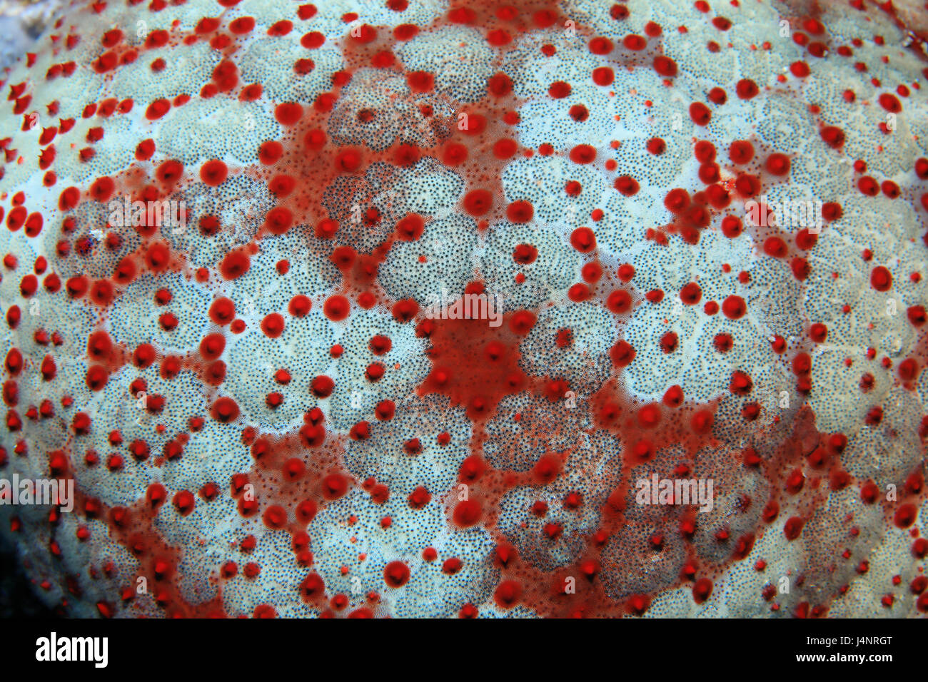 Pin cushion sea star (Culcita schmedeliana) underwater in the coral reef Stock Photo