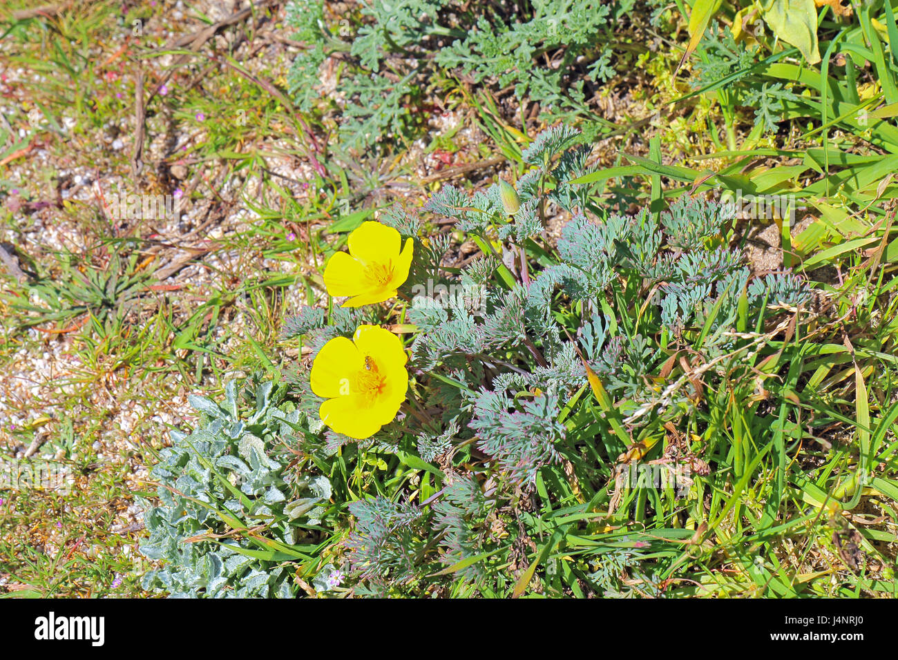Early spring yellow flowers of the native perennial coastal California poppy (Eschscholzia californica variety maritima) at Asilomar State Beach on th Stock Photo