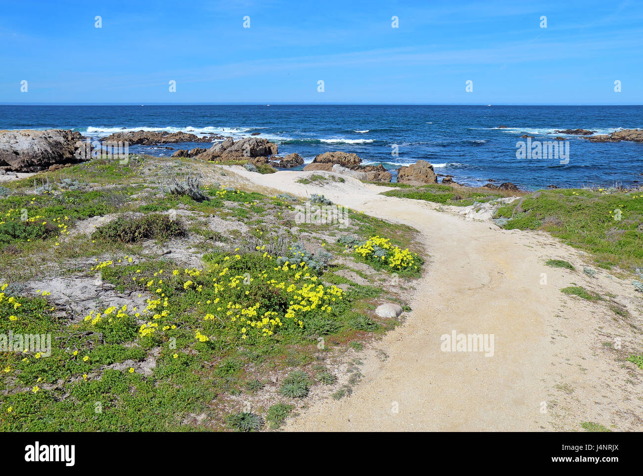 Walkway along the bluff with surf, rocks and early spring wildflowers at Asilomar State Beach park on the Monterey Peninsula Stock Photo